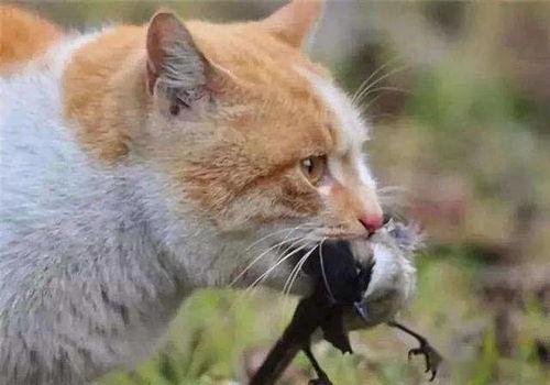 河南都市爆料猫咪事件视频,温情与争议交织的救助瞬间  第1张