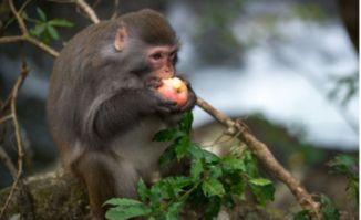 猴吃瓜背景视频下载免费,趣味横生的自然奇观揭秘  第2张